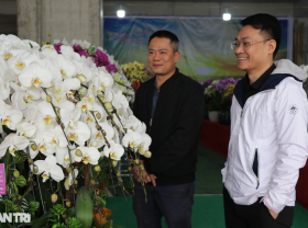 Image: Counting branches to collect money, orchid arrangers earn 5-7 million VND per day