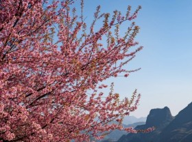 Image: Fall in love with cherry apricots in Ha Giang on the first days of the year