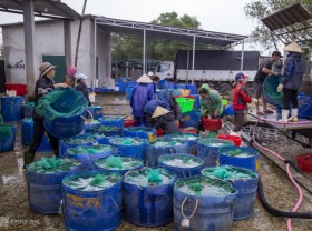 Image: Get rich from raising snakehead fish on white sand