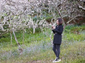 Image: ‘Hunting’ apricot flowers in Moc Chau on the days leading up to Tet