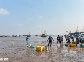 Image: Hunting mantis shrimp at the beginning of the year, fishermen make millions every day
