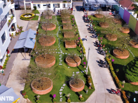 Image: Lost in the super rare billion-dollar apricot garden of An Giang giants