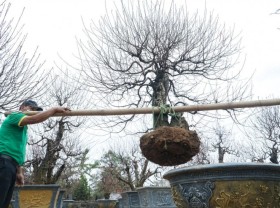 Image: Make millions of dongs by transporting ornamental plants to rent near Tet