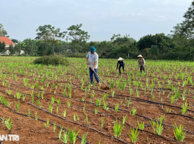 Image: Medicinal plants that are easy to grow bring great income to farmers