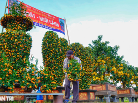 Image: Performing pomelos and “terrible” kumquats appeared on Tay Do street for hundreds of millions of dong