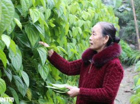 Image: Planting the “progress king” tree, farmers are tired of picking leaves to count money during Tet