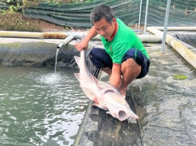 Image: Raising big cold-water fish to collect billions makes everyone admire