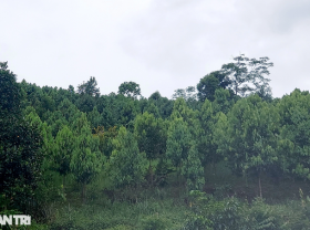 Image: Revive the “symbolic” tree species of Phu Quy land in the 90s