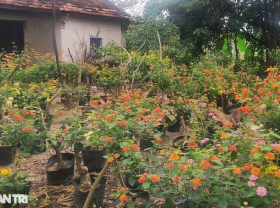Image: Single woman turns wild plants into beautiful flowers, earns millions