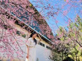 Image: Spring trip to Mang Den to see cherry apricots