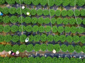 Image: Students, and unemployed workers “cut leaves, break flower buds” to earn millions to spend on Tet