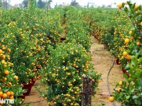 Image: The largest kumquat granary in the Central region rushes into the Tet season