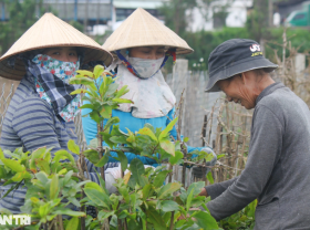Image: The profession of “changing clothes” for Apricot blossom Tet