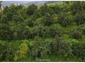 Image: The ripe yellow-orange hill ‘hides goods’ waiting for Tet