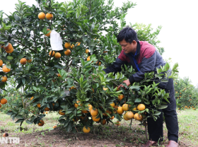 Image: The special fruit of the King can be “dressed” as a Tet gift, serving gourmets