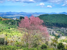 Image: 4 spots to see cherry blossoms on the Tet holiday