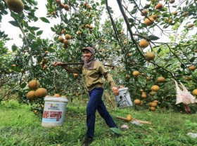 Image: First Cao Phong orange shipment to UK
