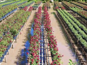 Image: Sa Dec reports high flower sales revenue in 2022