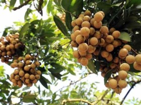 Image: Vietnam cuts deal to export fresh longan to Japan