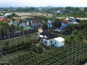 Image: Chrysanthemum capital of Central Vietnam on Tet holiday