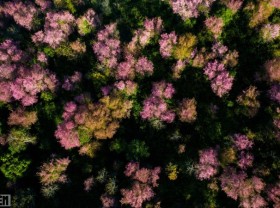 Image: Da Lat cherry blossoms bloom splendidly on the days leading up to the New Year