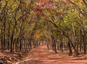 Image: Eastern rubber forest in the season of changing leaves