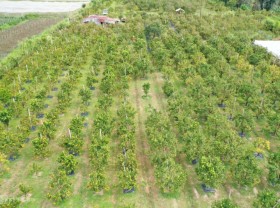Image: Fruit-laden tangerine garden on the outskirts of Da Lat