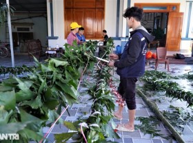 Image: Great profit with the service of making trees “anti-evil”
