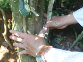 Image: Hundred-year-old tea from Loc Thanh