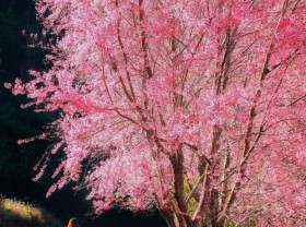 Image: Revealing the beautiful New Year check-in locations in the Central Highlands for the first spring trip of the year