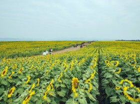 Image: Sunflower fields attract visitors at the beginning of the year