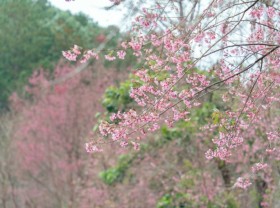 Image: Prunus cerasoides season in Dalat plateau