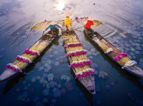 Image: ﻿Water lilies in blooming season