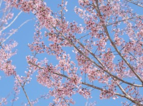 Image: Without an appointment to meet, the three seasons of Moc Chau spring flowers bloom together on the occasion of Tet
