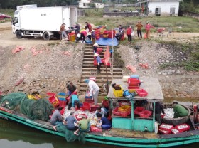 Image: Consecutively winning big catches, fishermen make hundreds of millions