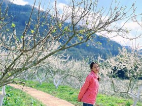 Image: Discover the pure white Bac Ha plum blossom season in February