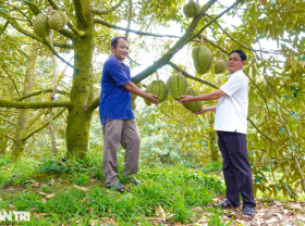 Image: Durian exported abroad increased to a record price, farmers immediately profited billions