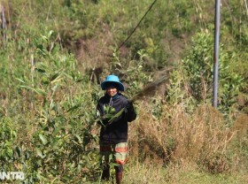Image: Go to the forest to collect buds and sell them, earn half a million dong a day