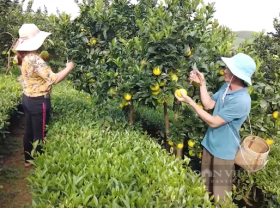 Image: Growing poisonous and strange umbilical oranges, the farmer has a billion property