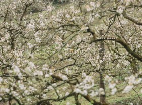 Image: Let’s go camping in the middle of a blooming plum garden in Moc Chau