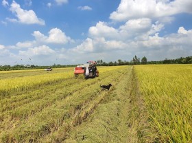 Image: Vietnam to export 7 million tons of rice this year