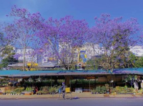 Image: Out of cherry blossoms, Da Lat is about to enter the purple phoenix flower season, which is also beautiful