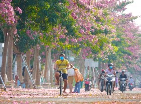 Image: Over 70 km to check in the beautiful pink road like Korean movies in the West