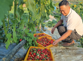 Image: Planting the original ripe red fruit, and picking it up with fatigue every day, farmers become billionaires