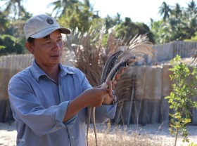 Image: Reviving Dong (Leiolepis) farming on sandy soil