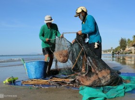 Image: Shrimp season in Phan Thiet beach