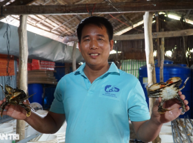 Image: The secret to “finding” crabs helps Ben Tre teachers earn billions every year