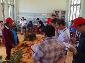 Image: Farmers bring Ngoc Linh ginseng to the exam