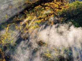 Image: Go through the primeval forest to discover new peaks in Ta Xua