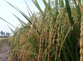 Image: Vietnam’s rice prices soar to two-year highs